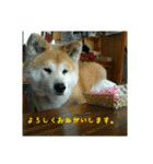 秋田犬 日常会話 敬語（個別スタンプ：6）