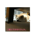 秋田犬 日常会話 敬語（個別スタンプ：8）