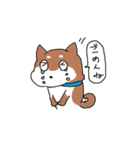 柴犬コロちゃんのスタンプ（個別スタンプ：22）