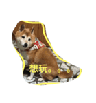 柴犬元元（個別スタンプ：5）