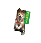 柴犬元元（個別スタンプ：6）