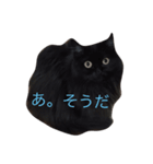 猫のお話（個別スタンプ：1）