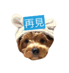 This is the sticker of a Yorkshire！（個別スタンプ：2）