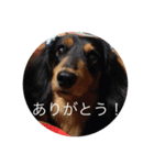 Dog/Okayama（個別スタンプ：4）