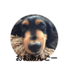 Dog/Okayama（個別スタンプ：5）