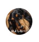 Dog/Okayama（個別スタンプ：6）