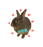 Rabbit mini（個別スタンプ：8）