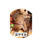 我が家の柴犬です（個別スタンプ：2）