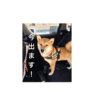 我が家の柴犬です（個別スタンプ：3）