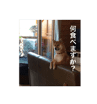 我が家の柴犬です（個別スタンプ：5）