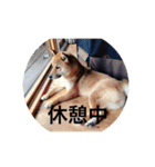 我が家の柴犬です（個別スタンプ：13）