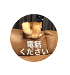 我が家の柴犬です（個別スタンプ：15）