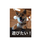 我が家の柴犬です（個別スタンプ：16）