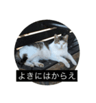 いろいろな猫スタンプ（個別スタンプ：29）