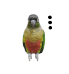 An Niu La parrots（個別スタンプ：1）