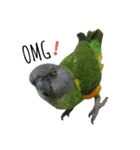 An Niu La parrots（個別スタンプ：3）