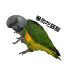 An Niu La parrots（個別スタンプ：13）