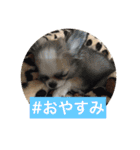 我が家の獣たち。（個別スタンプ：5）