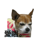 Meimei's Daily (Chihuahua)（個別スタンプ：2）