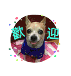 Meimei's Daily (Chihuahua)（個別スタンプ：12）