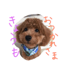 ai no cute dog photo（個別スタンプ：9）