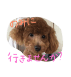 ai no cute dog photo（個別スタンプ：14）