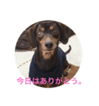 Mダックス.愛犬サスケ（個別スタンプ：11）