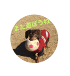 Mダックス.愛犬サスケ（個別スタンプ：12）