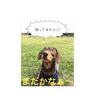 Mダックス.愛犬サスケ（個別スタンプ：15）