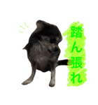 まさこの犬達（個別スタンプ：3）