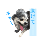 まさこの犬達（個別スタンプ：7）