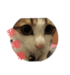 cat Money money（個別スタンプ：8）