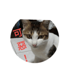 cat Money money（個別スタンプ：10）