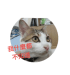 cat Money money（個別スタンプ：13）