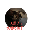 cat Money money（個別スタンプ：14）