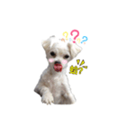 winnie puppy（個別スタンプ：7）