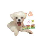 winnie puppy（個別スタンプ：8）