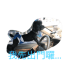 Dog＆Friend（個別スタンプ：6）