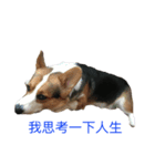 small fat dog（個別スタンプ：4）