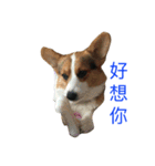 small fat dog（個別スタンプ：8）