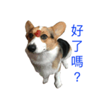 small fat dog（個別スタンプ：9）