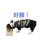 small fat dog（個別スタンプ：11）