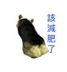 small fat dog（個別スタンプ：13）