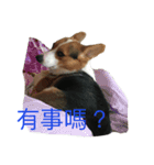 small fat dog（個別スタンプ：15）