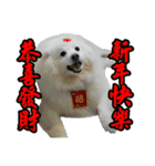 The fun loving dog-Molonlon for you（個別スタンプ：1）