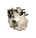 The fun loving dog-Molonlon for you（個別スタンプ：7）