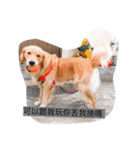 golden retriever  Baby Baby（個別スタンプ：1）