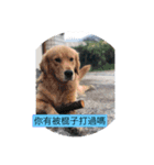 golden retriever  Baby Baby（個別スタンプ：5）