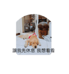 golden retriever  Baby Baby（個別スタンプ：9）