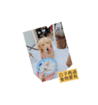 golden retriever  Baby Baby（個別スタンプ：10）